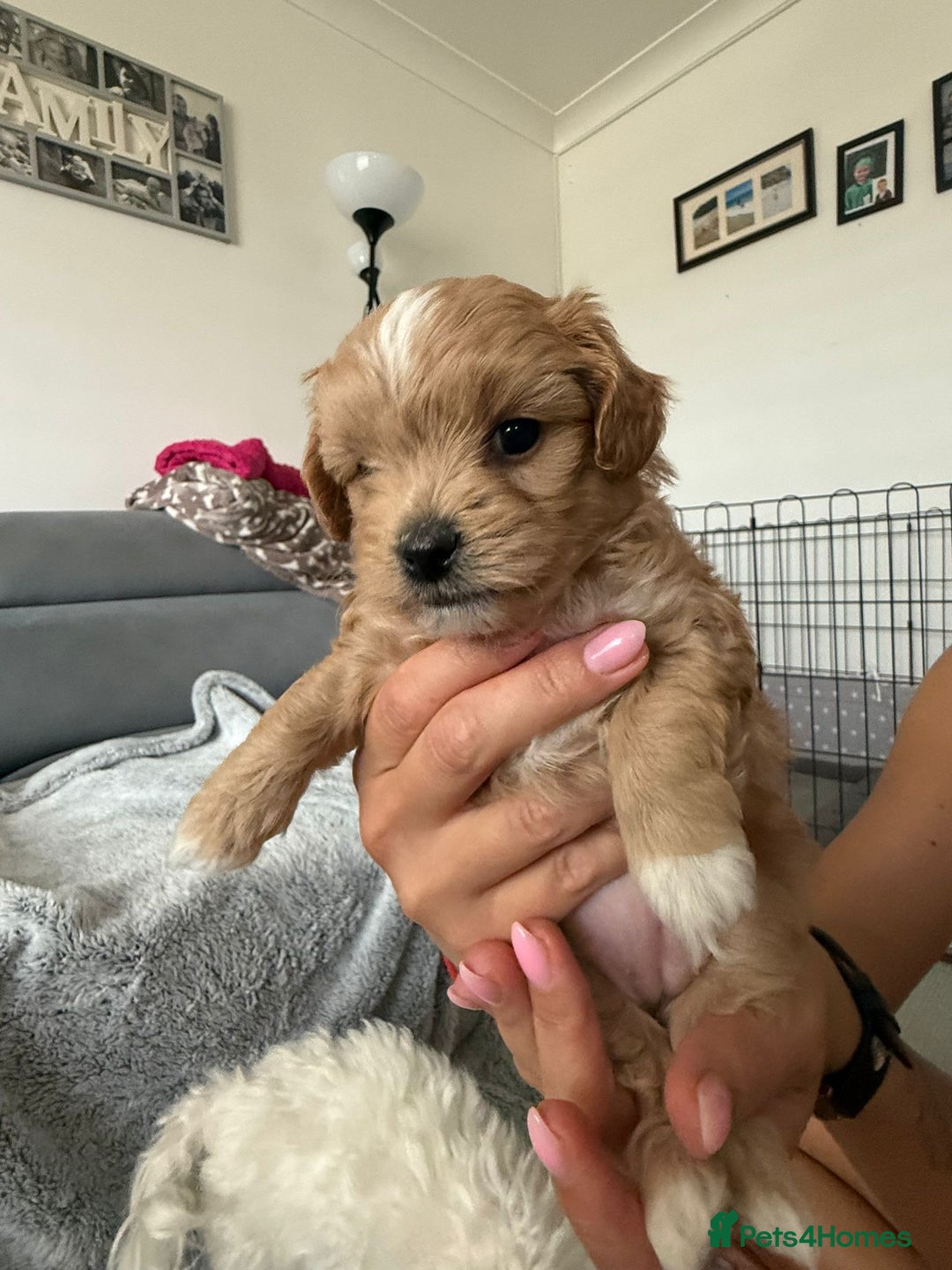 Maltipoo dogs for sale: Beautiful Tiny Maltipoo 3 girls 1 boy  - Image 8