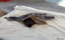 Chiweenie dogs for sale: CHIWEENIE PUPS - Image 8