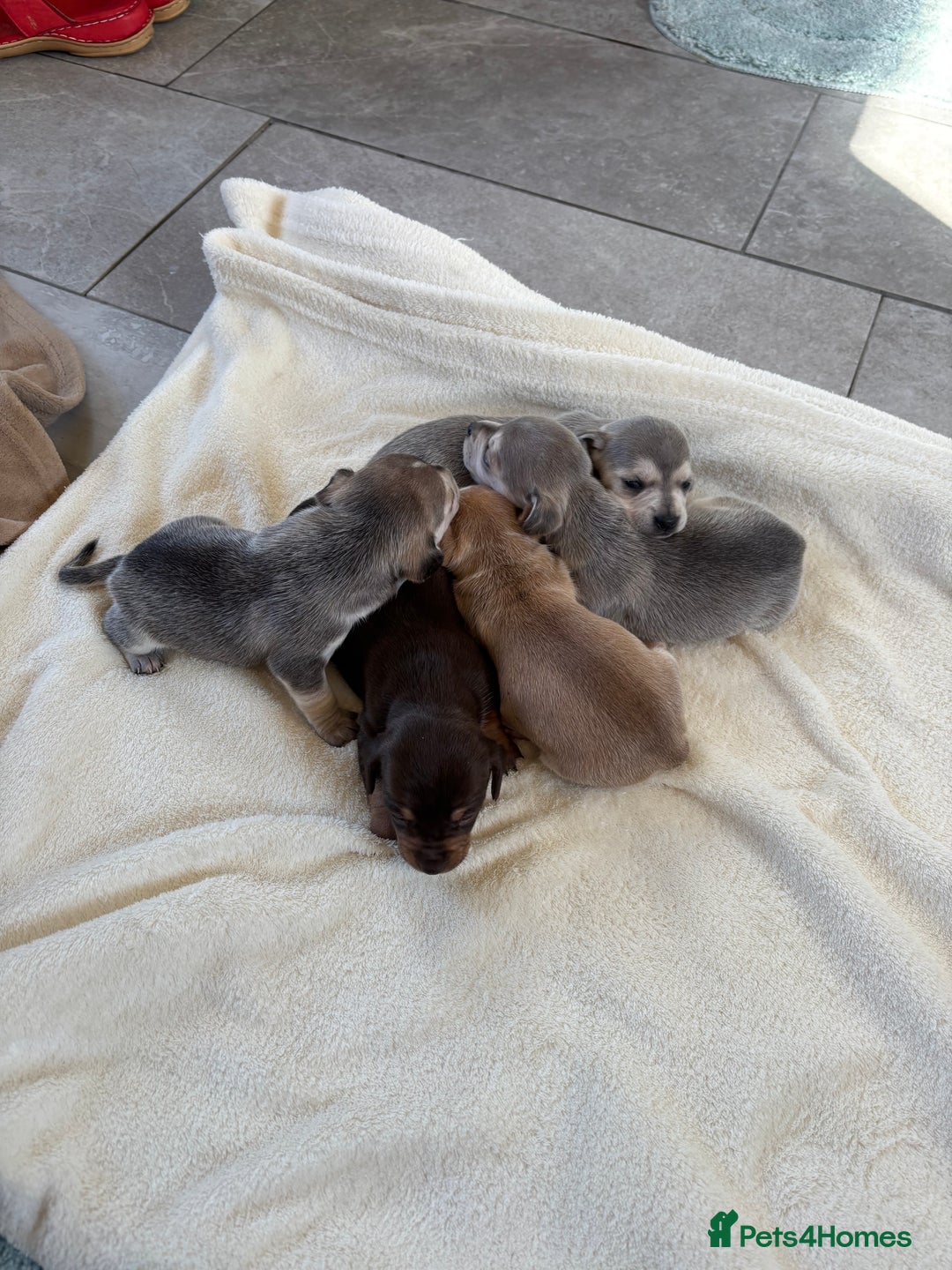 Chiweenie dogs for sale: CHIWEENIE PUPS - Image 8