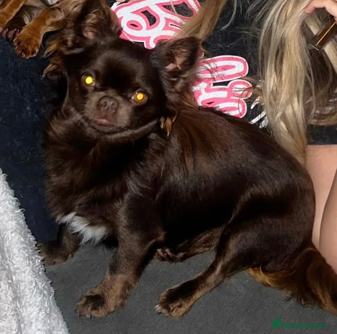 Chihuahua dogs for stud: Duke- KC Reg Chocolate Long Coat Stud Available in Tredegar - Advert 4