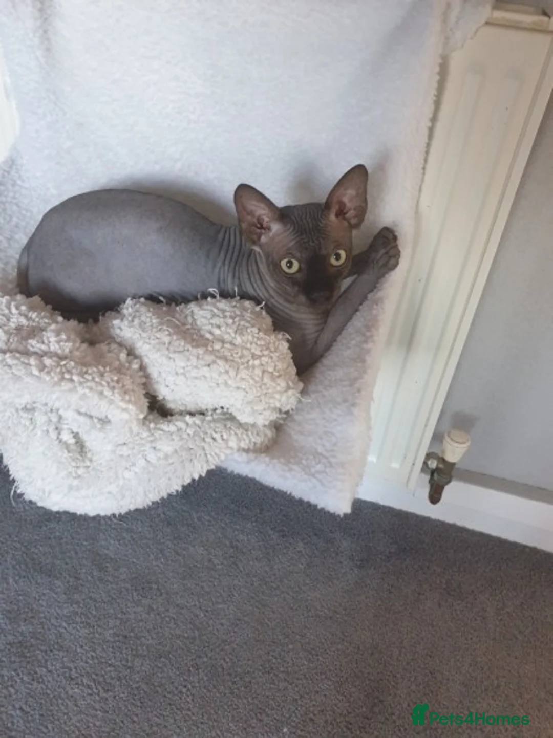 Sphynx cats for stud: Tica Registered Canadian Sphynx in Hull - Advert 13