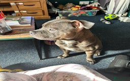 Staffordshire Bull Terrier dogs for stud: Loki | EXCEPTIONAL Blue Staffordshire Bull Terriet - Image 9