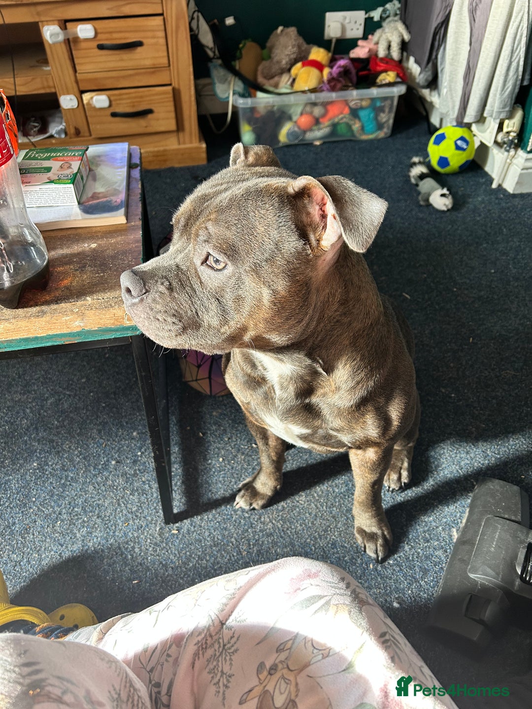 Staffordshire Bull Terrier dogs for stud: Loki | EXCEPTIONAL Blue Staffordshire Bull Terriet - Image 9