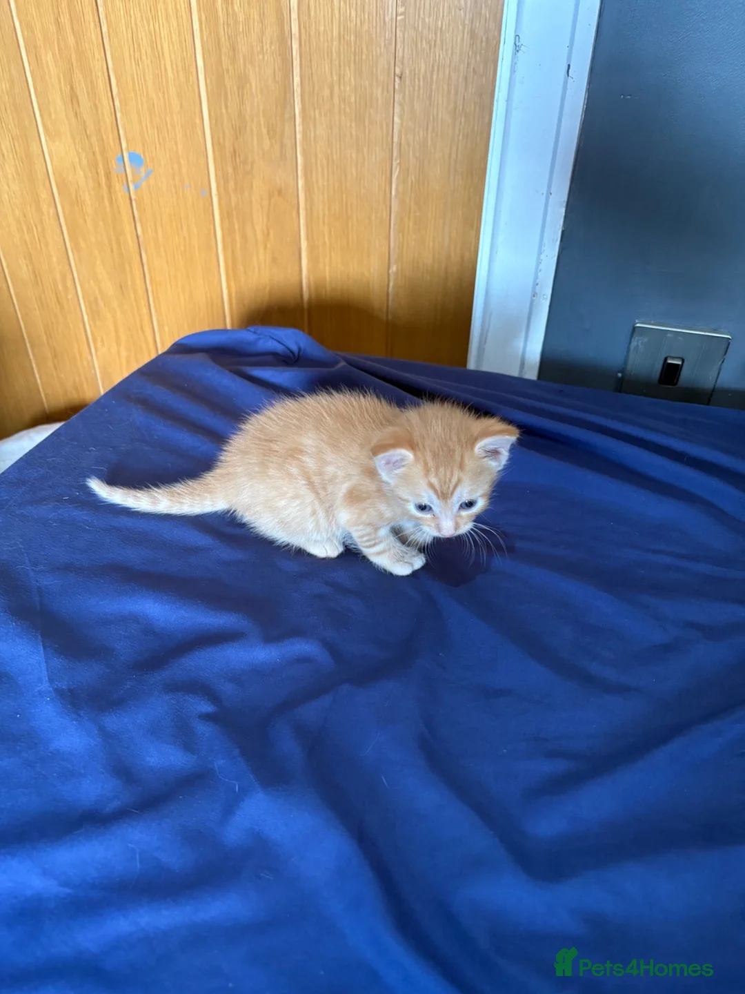 Mixed Breed cats for sale: 3 kittens for sale  - Advert 25