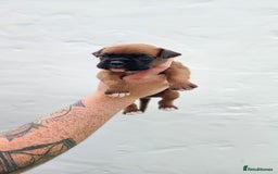Boxer dogs for sale: *** ONLY 2 LEFT!!! *** - Image 30