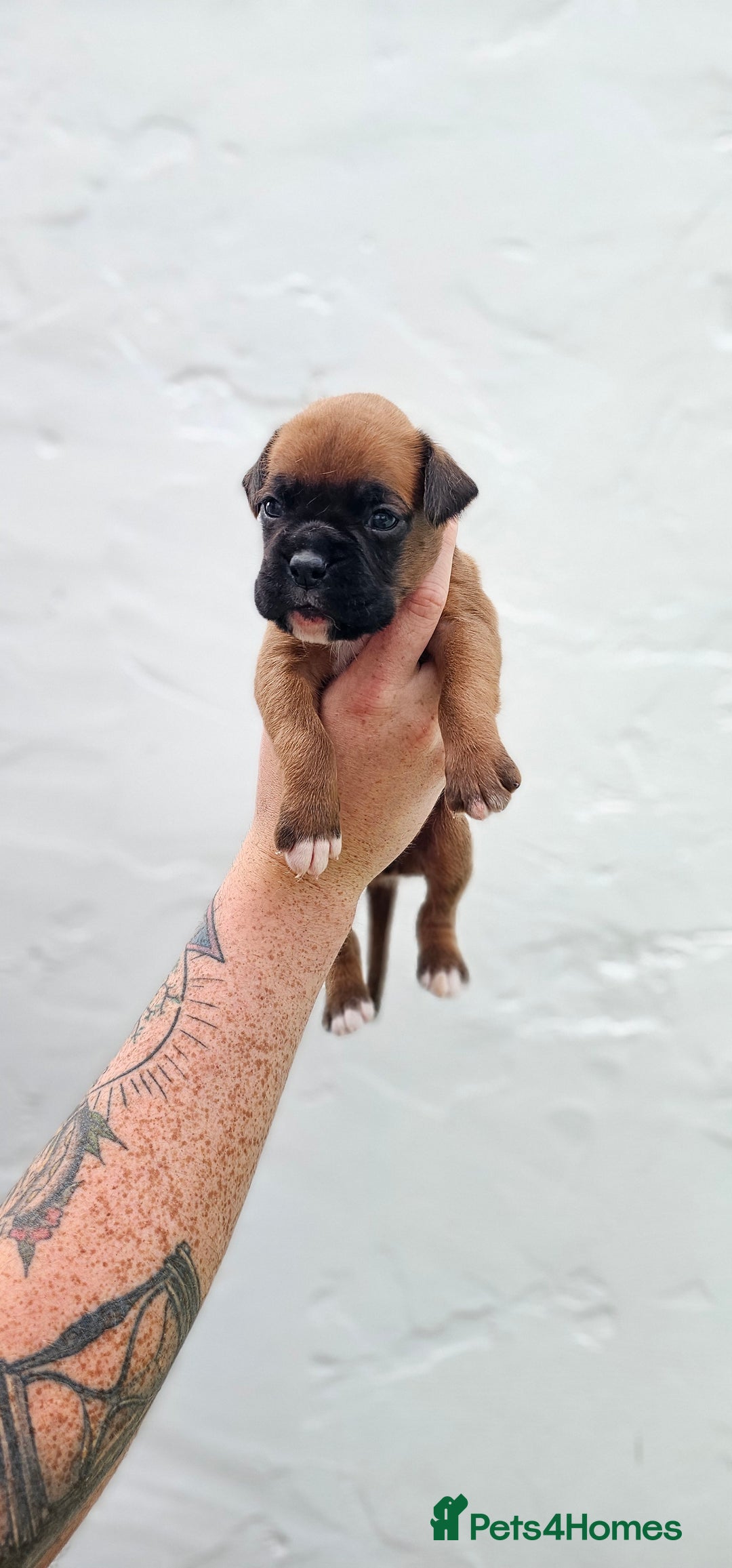 Boxer dogs for sale: *** ONLY 2 LEFT!!! *** - Image 30