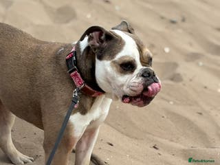 Mixed Breed dogs Roxy- loving cross looking for a loving home - Advert 8