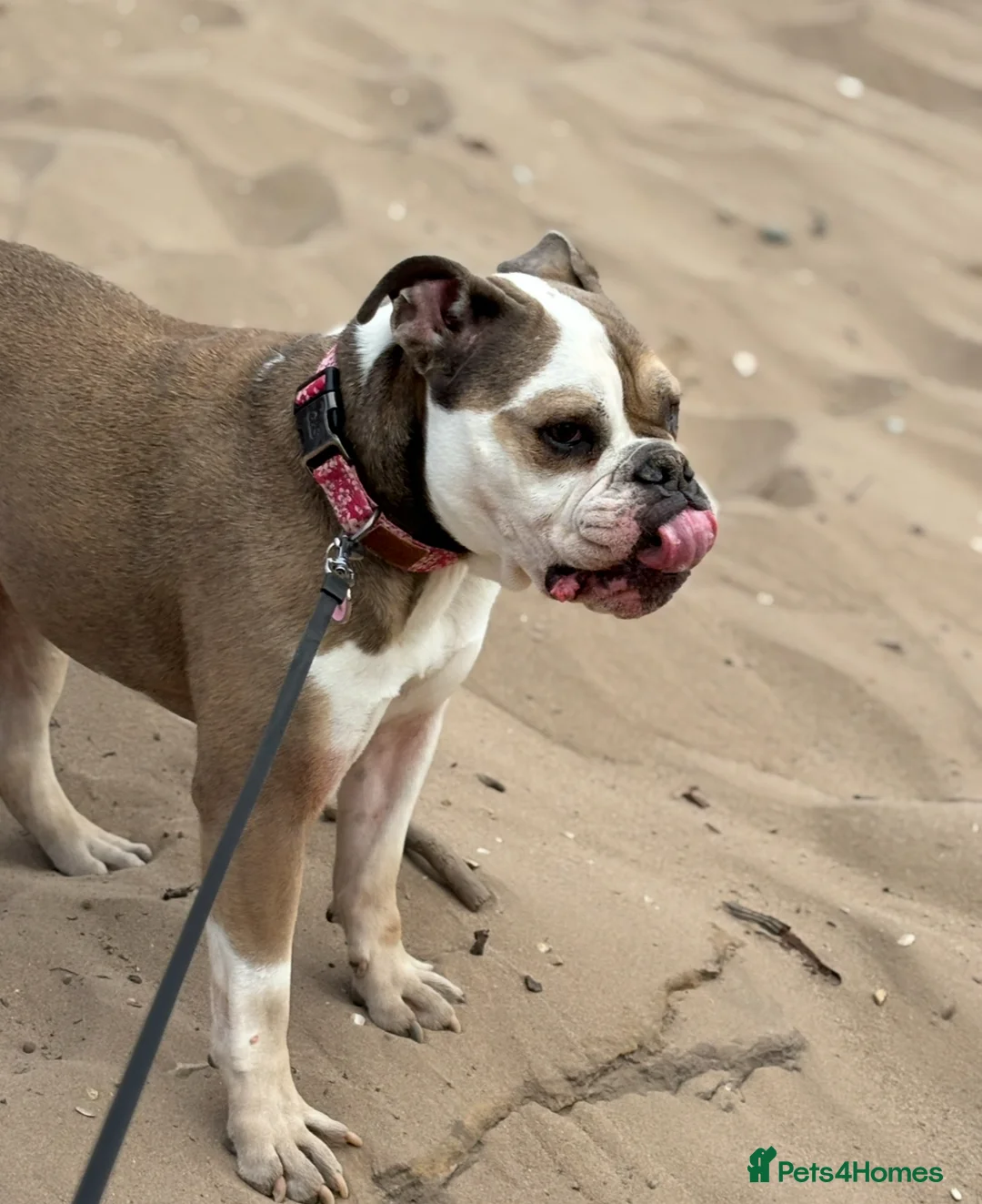 Mixed Breed dogs for sale: Roxy- loving cross looking for a loving home  - Advert 1