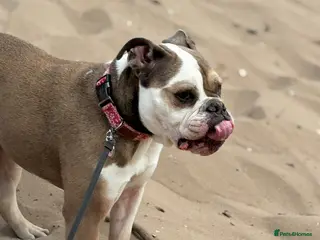 Mixed Breed dogs Roxy- loving cross looking for a loving home - Advert 13