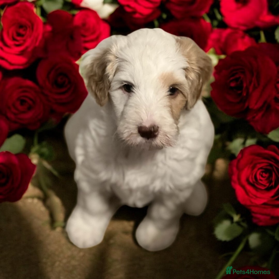 Australian Labradoodle dogs for sale: Ready to go 2 males left health tested parents!! - Image 10