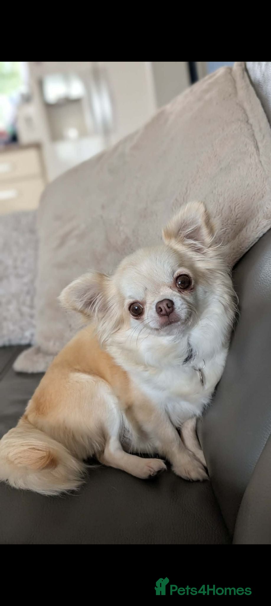 Chihuahua dogs Outstanding KC reg long haired chihuahuas - Advert 7