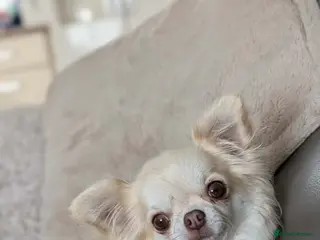 Chihuahua dogs Outstanding KC reg long haired chihuahuas - Advert 2