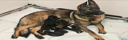 German Shepherd dogs for sale: ** Elite Working GSDs – KC Reg, Health Tested ** - Advert 10