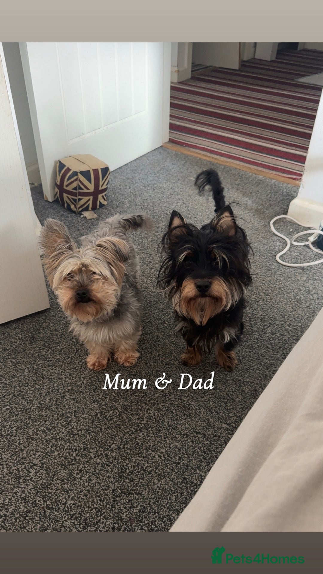 Yorkshire Terrier dogs for sale: Yorkshire Terrier Puppies  - Advert 2