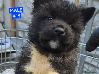 Akita dogs AMERICAN AKITA BLACK MASK BEARS - Advert 15