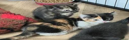 Mixed Breed cats for sale: KITTENS FOR SALE - Advert 4