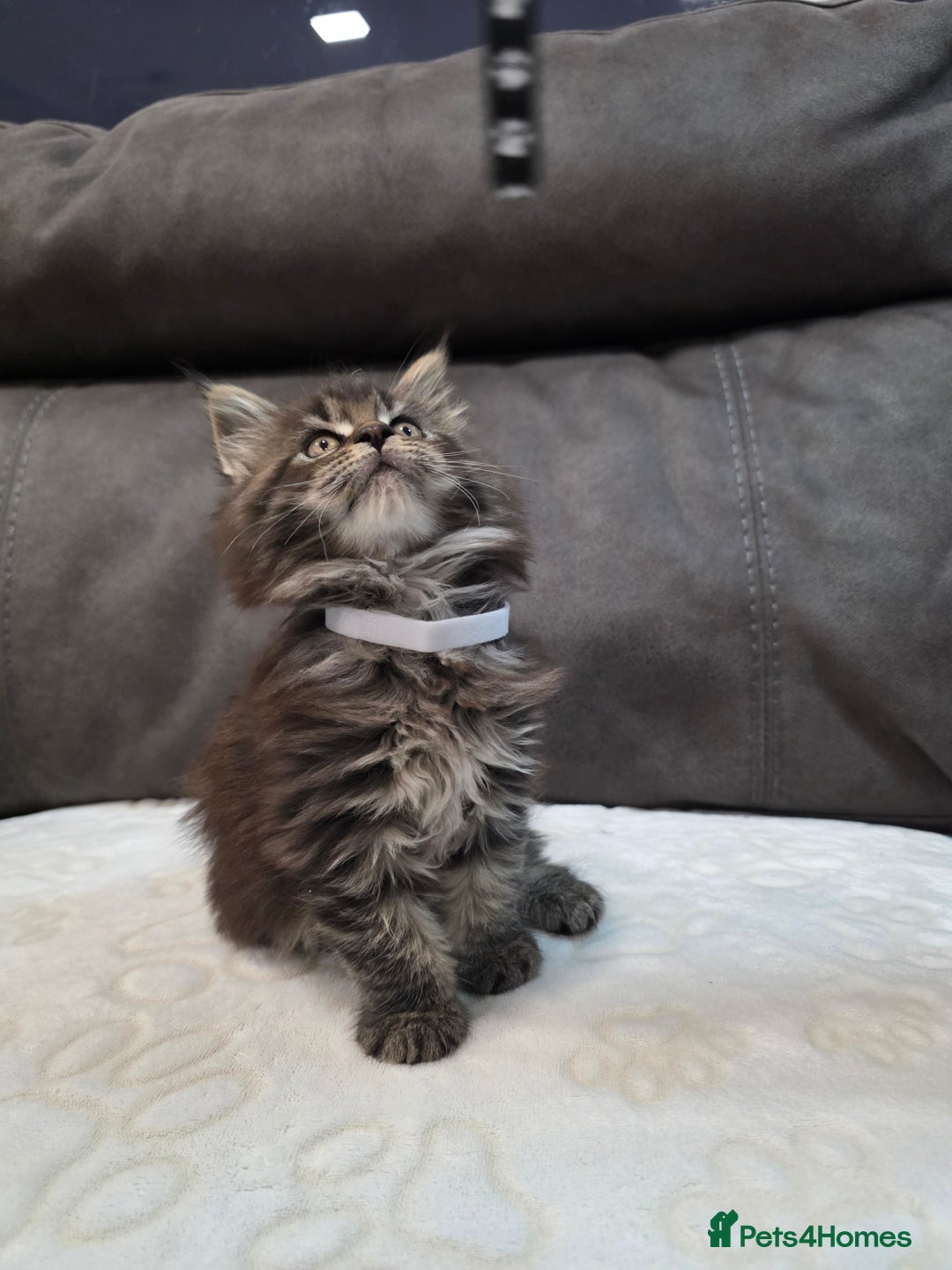 Maine Coon cats for sale: Maine Coon Kittens - Advert 3