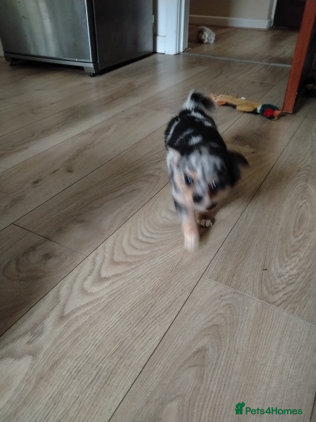 Chihuahua dogs for sale: Chihuahua girl  - Advert 4