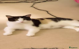 Mixed Breed cats for sale: 5 beautiful chunky kittens - Image 5