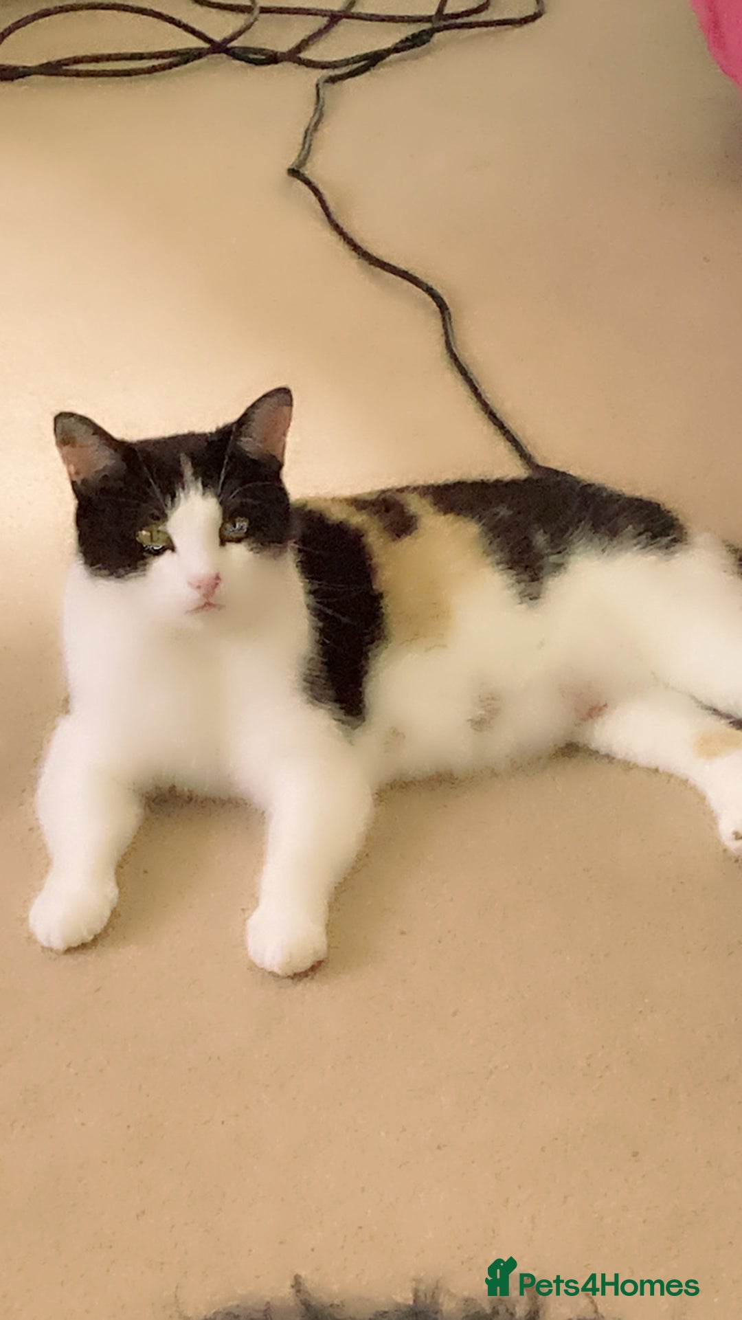 Mixed Breed cats for sale: 5 beautiful chunky kittens - Image 5