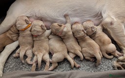 Labrador Retriever dogs for sale: Golden/Yellow Labrador retriever Puppies - Image 1