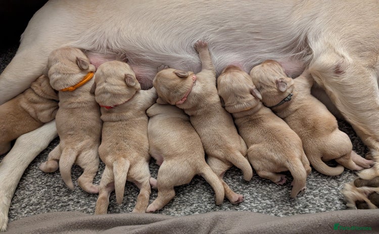 Labrador Retriever dogs - Advert 11