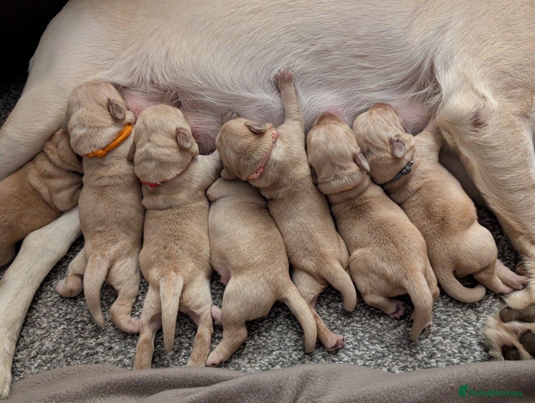 Labrador Retriever dogs for sale: Golden/Yellow Labrador retriever Puppies - Image 1