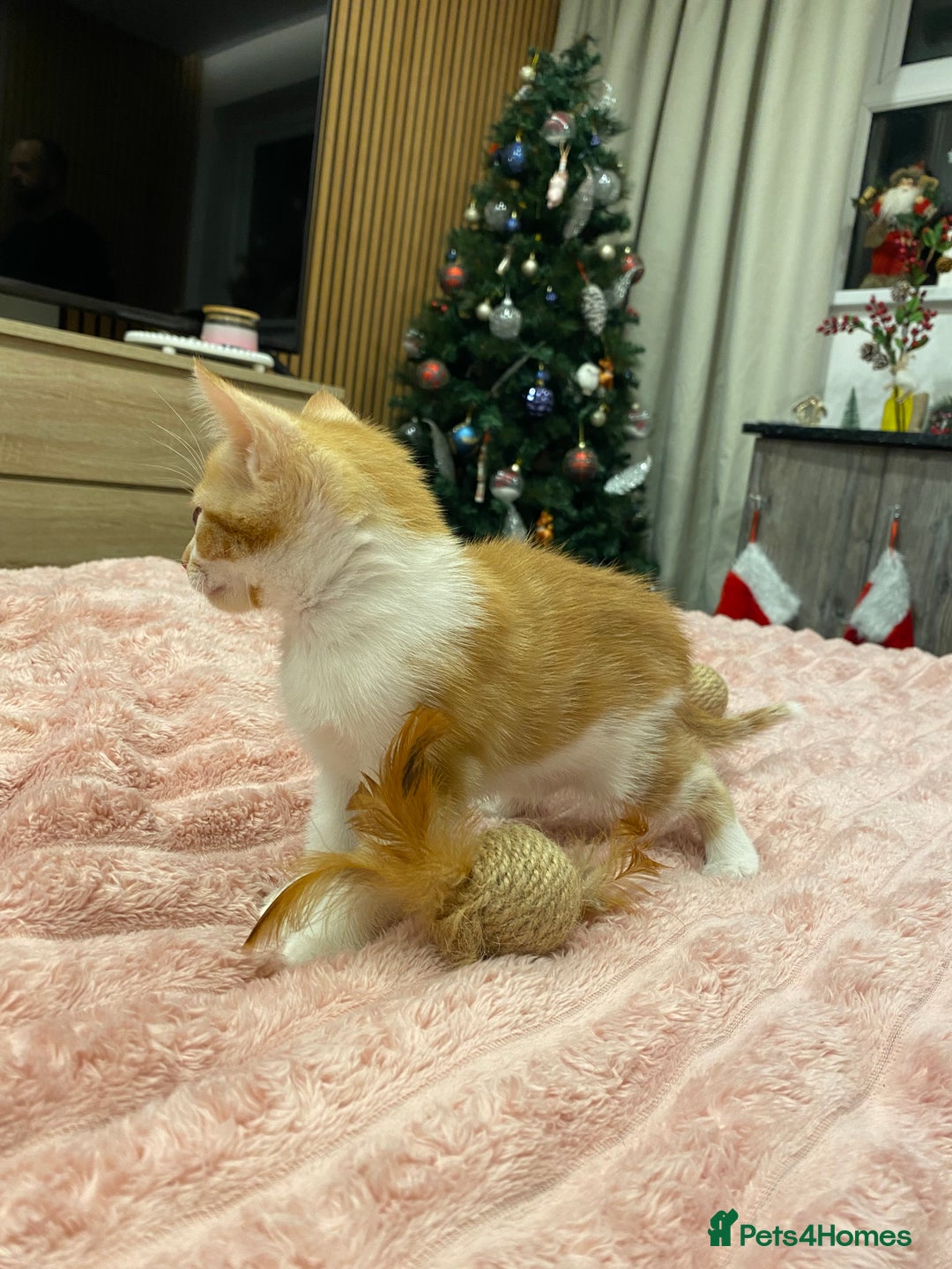 Mixed Breed cats for sale: 5 lovely kittens for sale - Advert 7