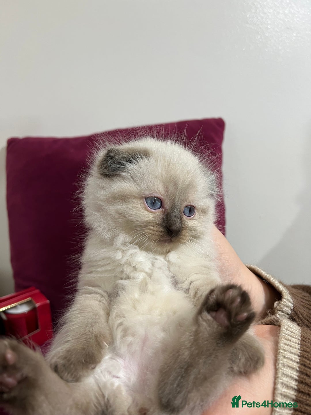 Scottish Fold cats for sale: Beautiful Scottish fold🌹☺️ - Advert 15