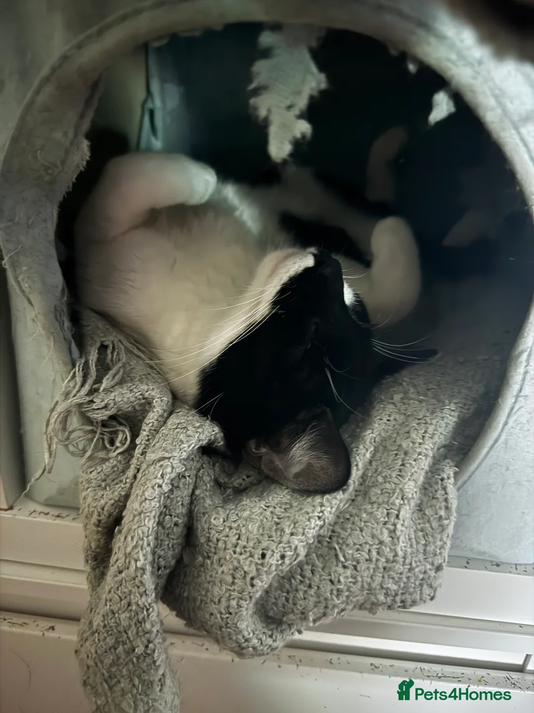 Mixed Breed cats for sale: Amazing Cats - Advert 6