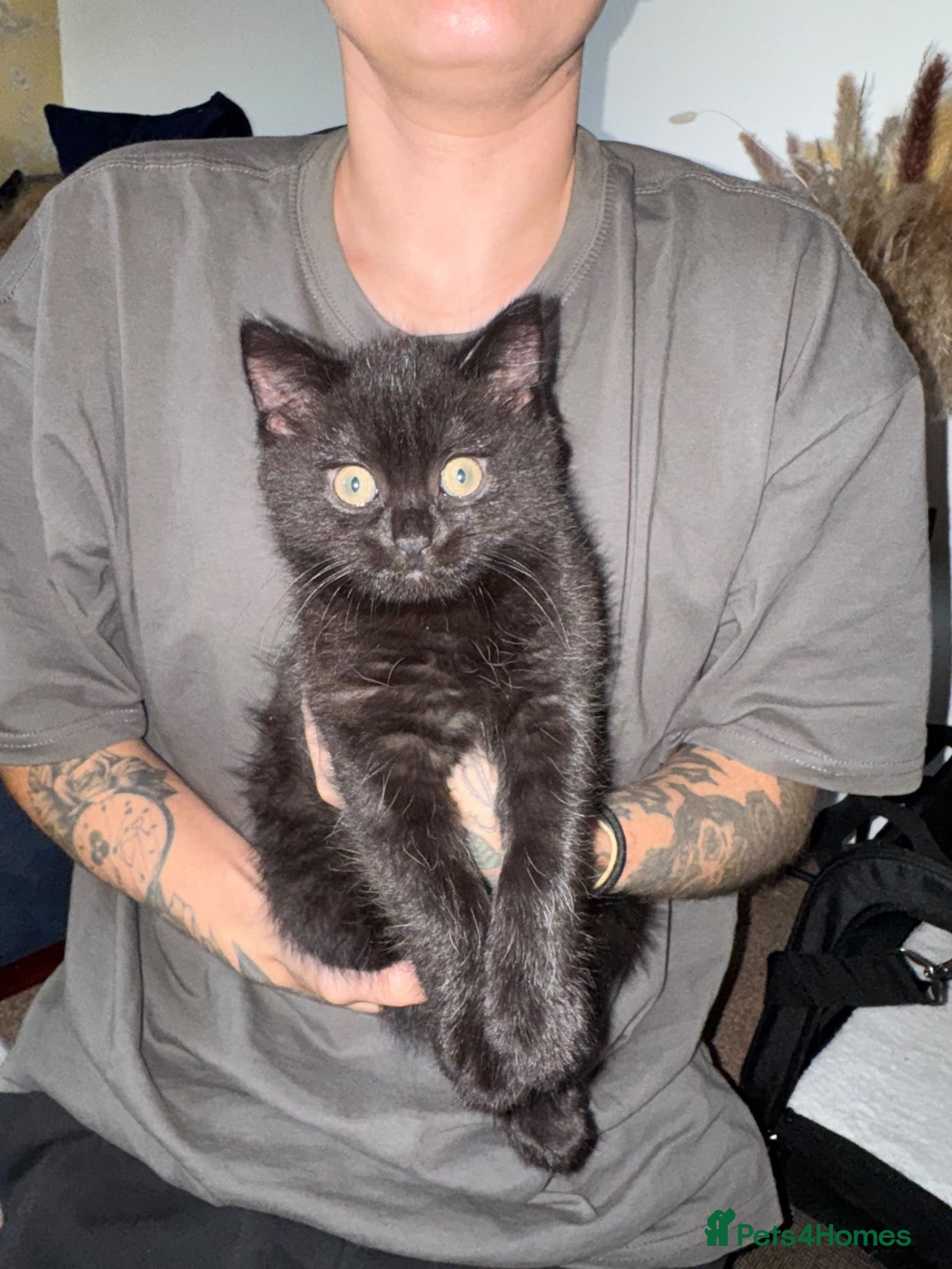 British Shorthair cats for sale: 2 black British shorthair kittens for sale - Advert 6