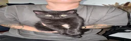 British Shorthair cats for sale: 2 black British shorthair kittens for sale in Pembroke Dock - Advert 1