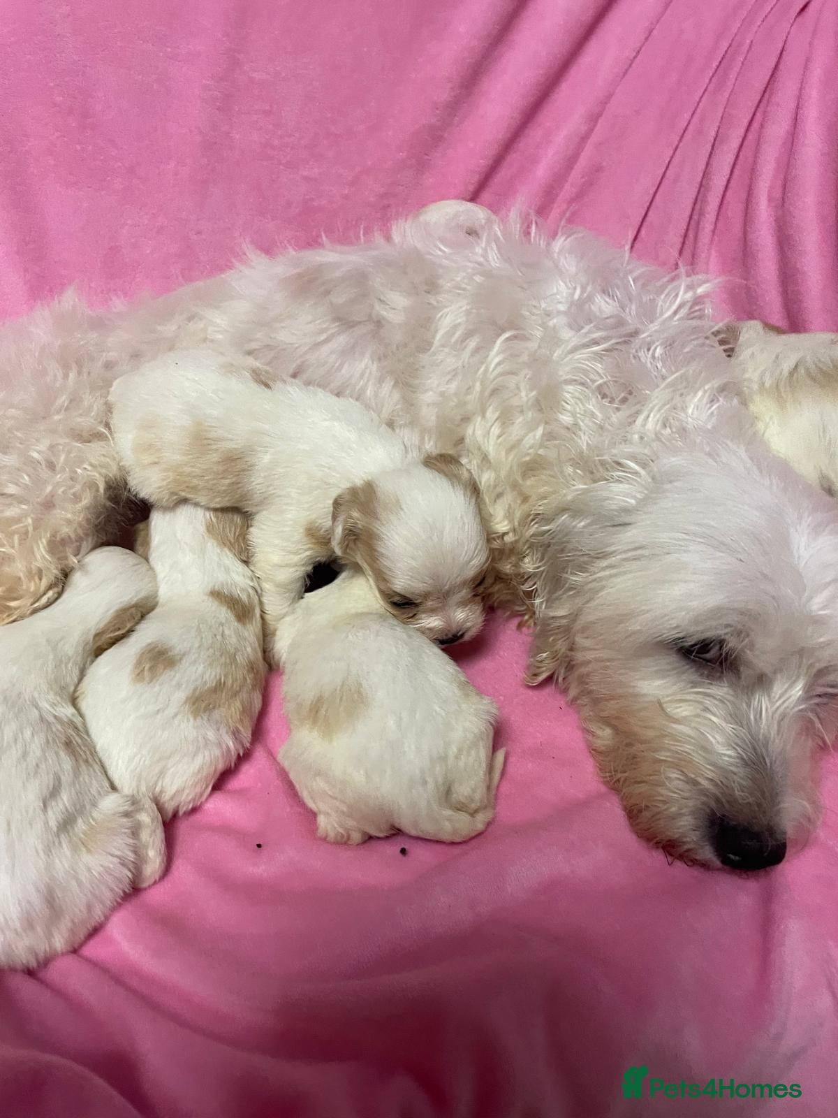 Cavachon dogs Adorable Cavachon Puppies Ready Soon  - Advert 3