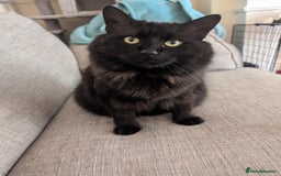 Maine Coon cats for sale: Maine coon cross looking for forever home - Image 5