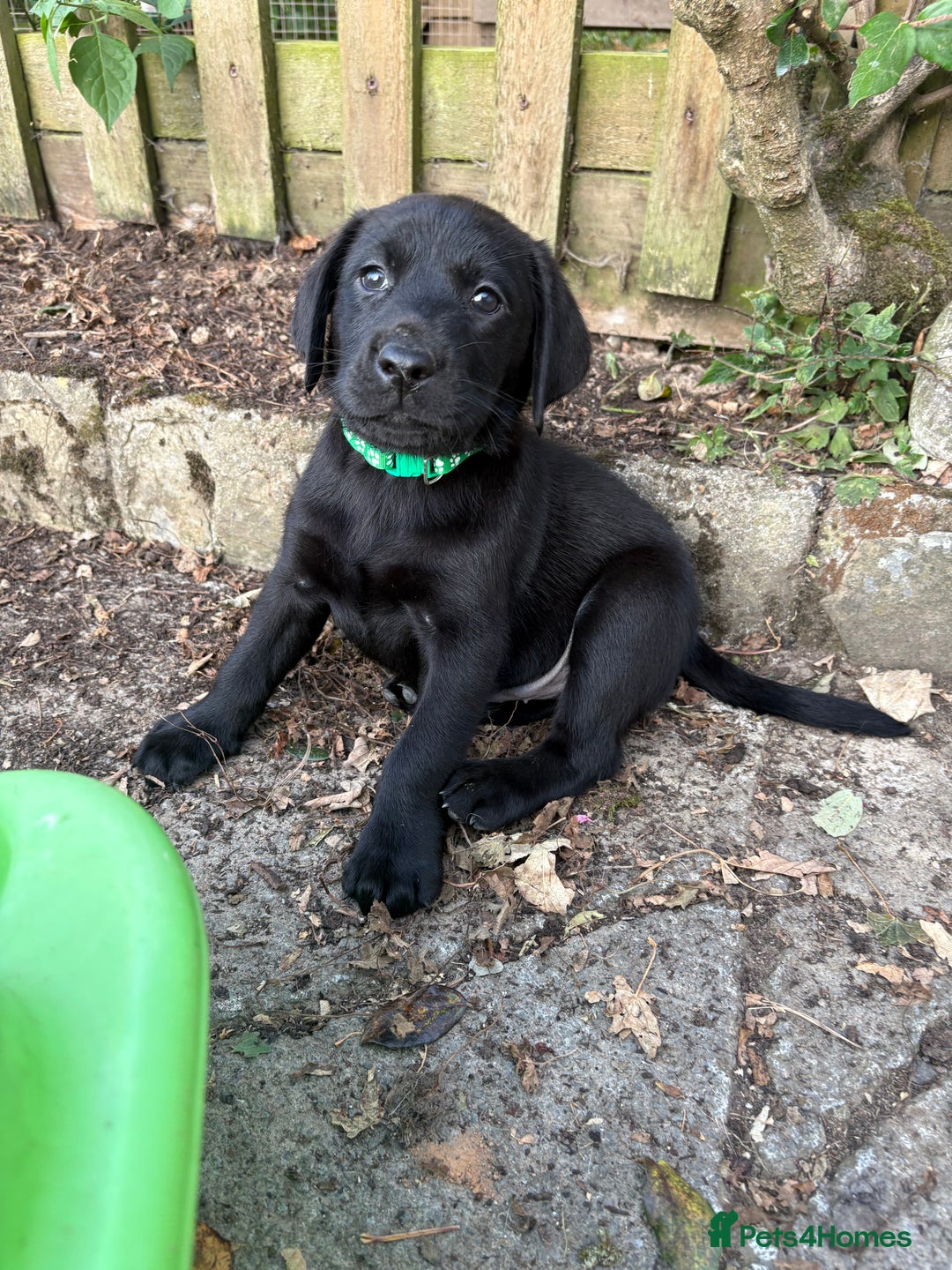 Labrador Retriever dogs for sale: ⭐️READY TO GO NEXT WEEK⭐️KC Reg Labrador Puppies  - Image 4