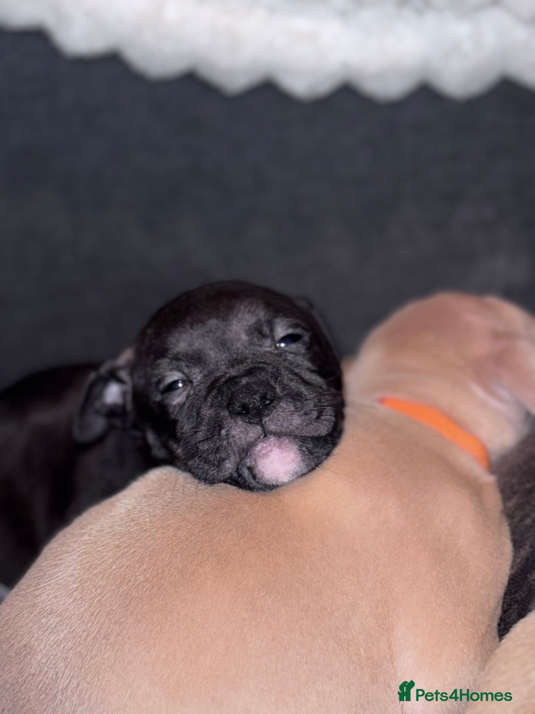 Mixed Breed dogs for sale: 2 black/brindle boys remaining  - Advert 4