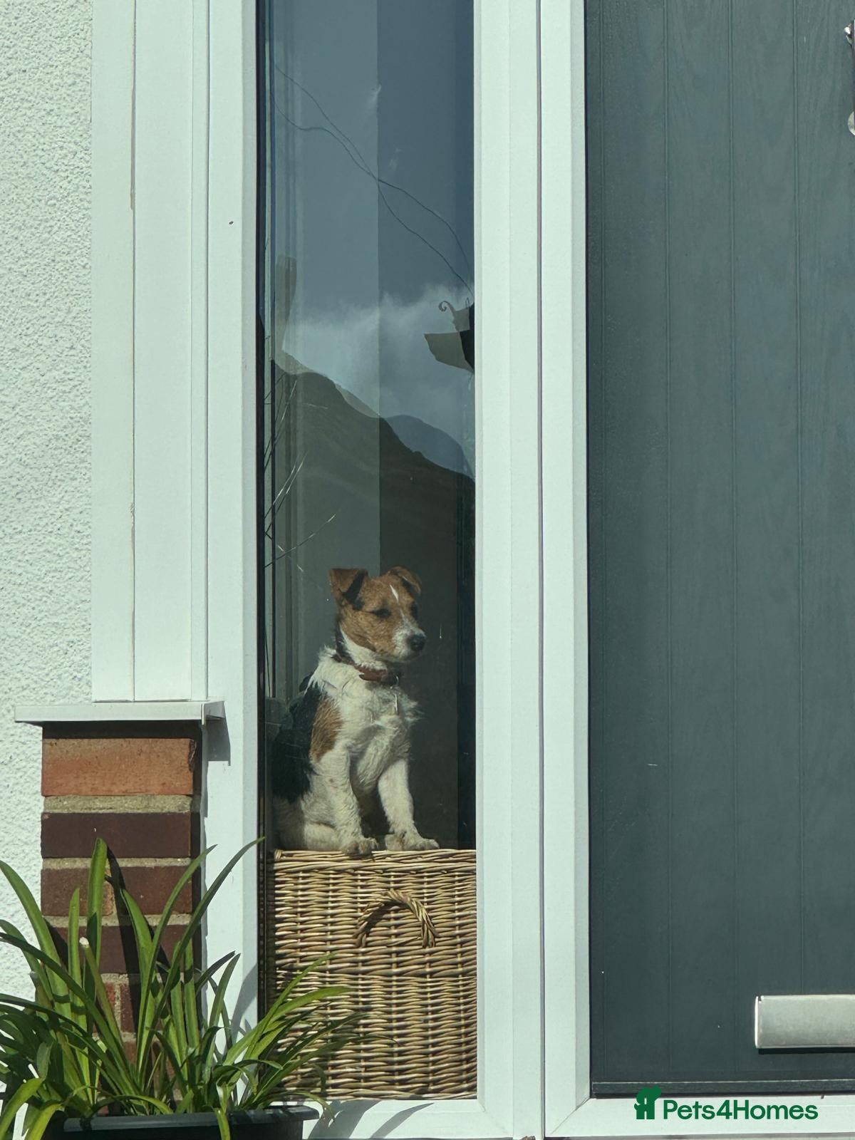 Jack Russell dogs Jack Russell Stud Dog  - Advert 2