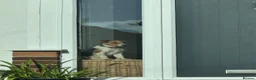 Jack Russell dogs for stud: Jack Russell Stud Dog  - Advert 2