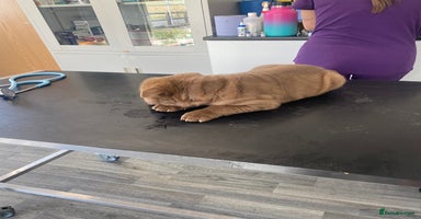 Shar Pei dogs - Advert 4