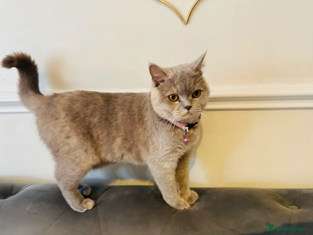 British Shorthair cats for sale: Gorgeous British shorthair cat in Manchester - Advert 2