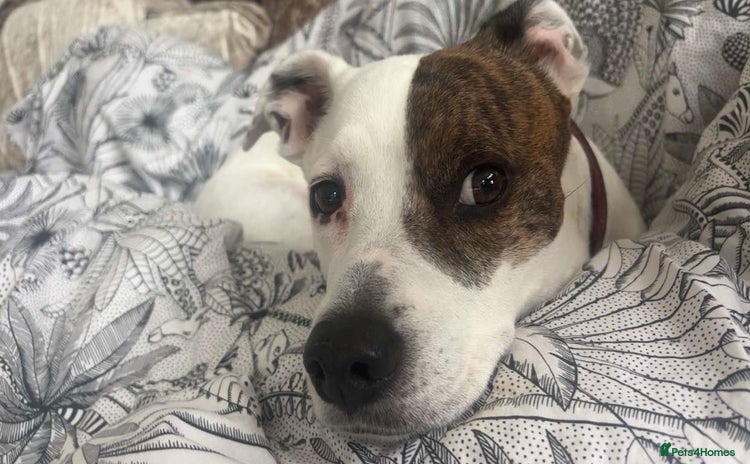 Mixed Breed dogs - Advert 4