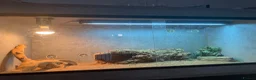 Bearded Dragon reptiles for sale: beared dragons  in Newcastle - Advert 5