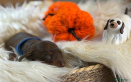 Miniature Dachshund dogs for sale: Beautiful Chocolate & Tan miniature dachshunds  - Image 8