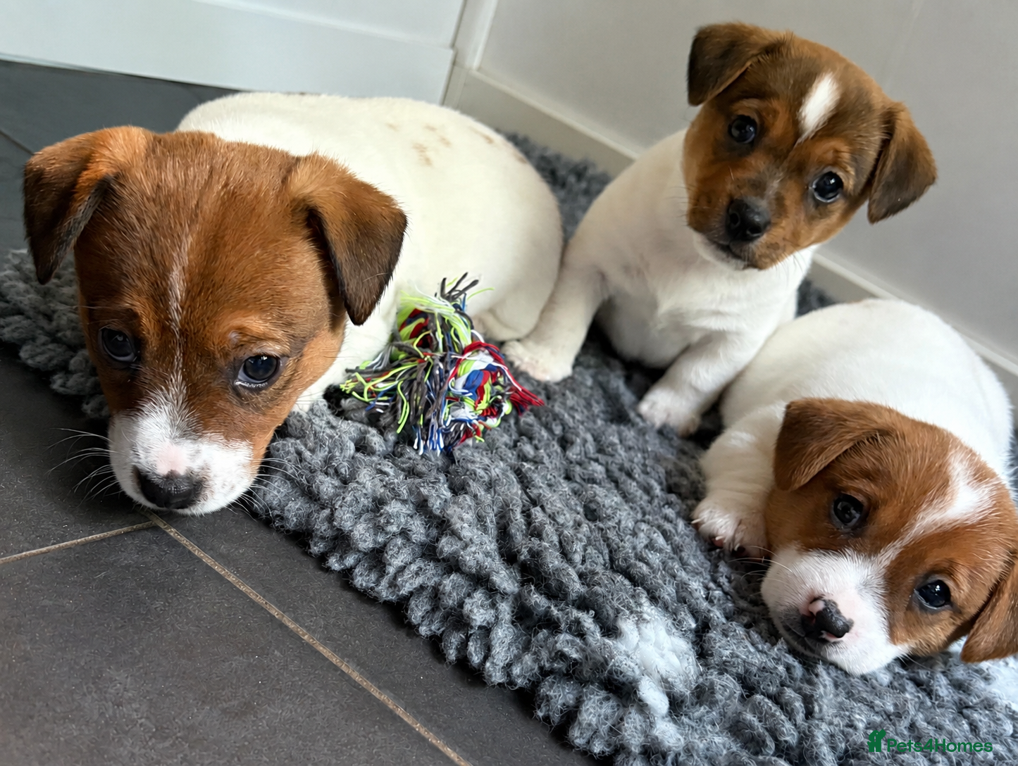 Jack Russell dogs for sale: 2 Jack Russell Male Puppies For Sale  - Advert 6