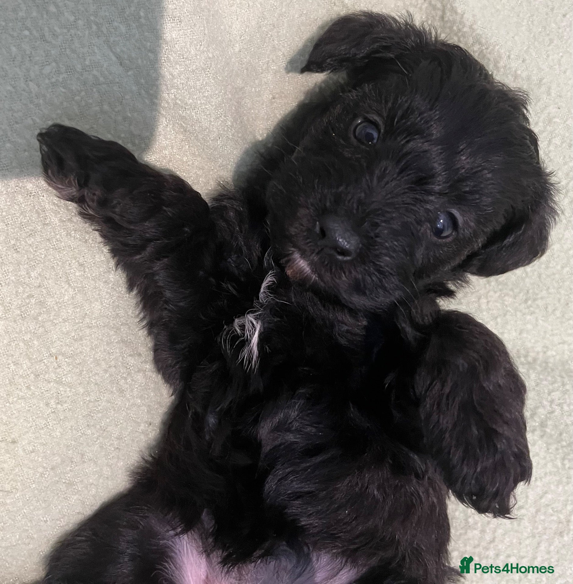 Schnoodle dogs Schnoodle pups for sale. Ready 11th October.  - Advert 2