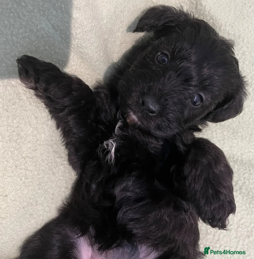Schnoodle dogs for sale: Schnoodle pups for sale. Ready 11th October.  - Advert 2