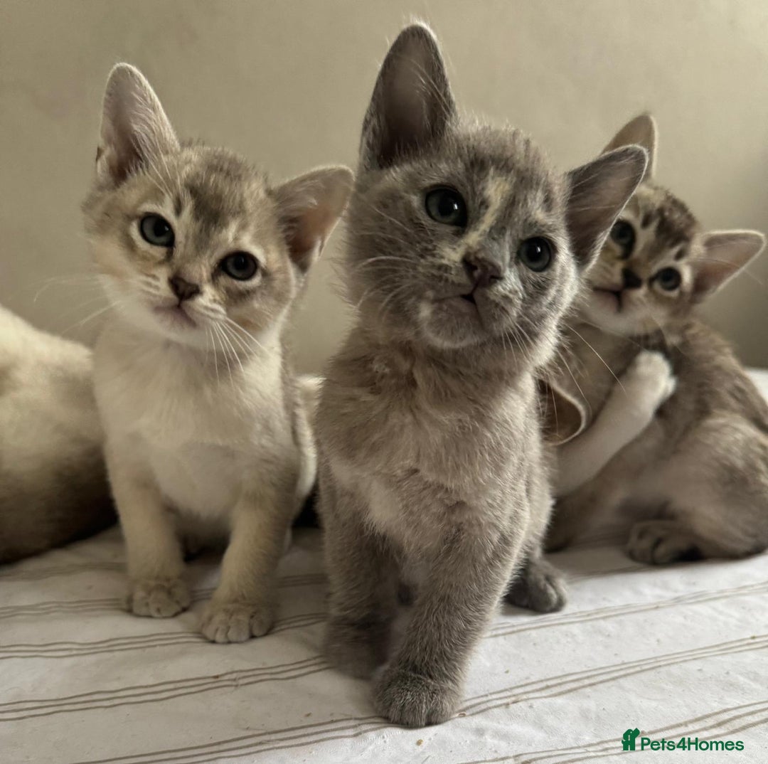 Burmese cats for sale: Stunning Asian Kittens. - Advert 9