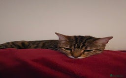 Bengal cats for sale: Bengal x tabby girl 2 years old - Image 5
