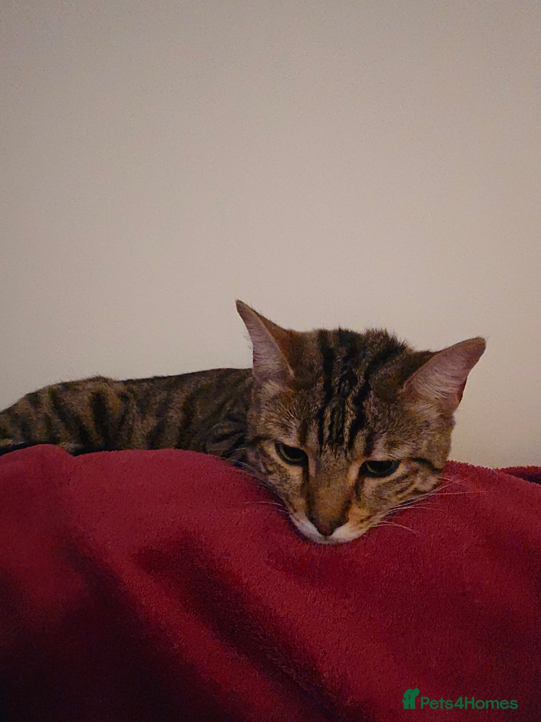 Bengal cats for sale: Bengal x tabby girl 2 years old - Image 5