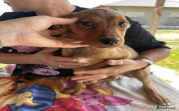 Mixed Breed dogs for adoption: Chase for adoption - Image 8